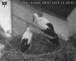 Capi_Dubne_20250708_214003.jpg