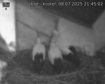 Capi_Dubne_20250708_214502.jpg