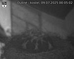 Capi_Dubne_20250709_000502.jpg
