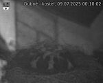 Capi_Dubne_20250709_001002.jpg