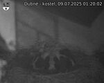 Capi_Dubne_20250709_012002.jpg