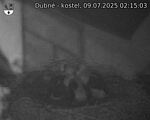 Capi_Dubne_20250709_021503.jpg