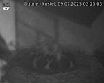 Capi_Dubne_20250709_022503.jpg