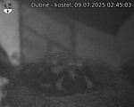 Capi_Dubne_20250709_024503.jpg