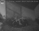 Capi_Dubne_20250709_042502.jpg