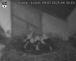 Capi_Dubne_20250709_043003.jpg
