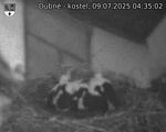 Capi_Dubne_20250709_043502.jpg