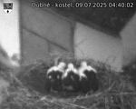 Capi_Dubne_20250709_044002.jpg