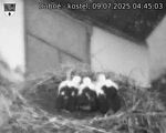 Capi_Dubne_20250709_044503.jpg