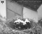 Capi_Dubne_20250709_045002.jpg