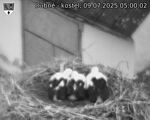 Capi_Dubne_20250709_050002.jpg