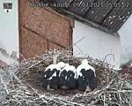 Capi_Dubne_20250709_050502.jpg