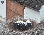 Capi_Dubne_20250709_051003.jpg