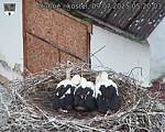 Capi_Dubne_20250709_052003.jpg