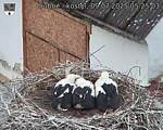 Capi_Dubne_20250709_052503.jpg