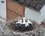 Capi_Dubne_20250709_053003.jpg
