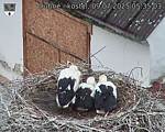 Capi_Dubne_20250709_053503.jpg