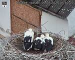 Capi_Dubne_20250709_054003.jpg