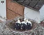 Capi_Dubne_20250709_055003.jpg