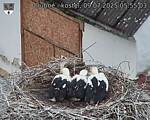 Capi_Dubne_20250709_055503.jpg