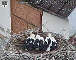 Capi_Dubne_20250709_060503.jpg