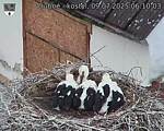 Capi_Dubne_20250709_061003.jpg