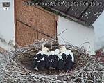 Capi_Dubne_20250709_061503.jpg