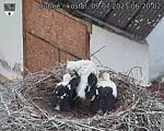 Capi_Dubne_20250709_062002.jpg
