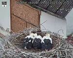 Capi_Dubne_20250709_062503.jpg