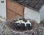 Capi_Dubne_20250709_063003.jpg