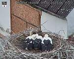 Capi_Dubne_20250709_063503.jpg