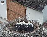 Capi_Dubne_20250709_064003.jpg