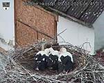 Capi_Dubne_20250709_064503.jpg