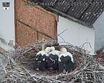 Capi_Dubne_20250709_065003.jpg