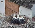 Capi_Dubne_20250709_065503.jpg