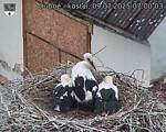 Capi_Dubne_20250709_070003.jpg