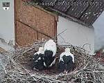 Capi_Dubne_20250709_070502.jpg