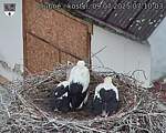 Capi_Dubne_20250709_071003.jpg
