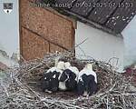 Capi_Dubne_20250709_071503.jpg