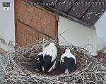 Capi_Dubne_20250709_072003.jpg