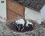 Capi_Dubne_20250709_072503.jpg