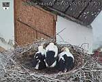 Capi_Dubne_20250709_073003.jpg