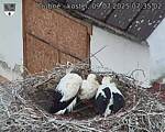 Capi_Dubne_20250709_073502.jpg