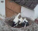 Capi_Dubne_20250709_074003.jpg