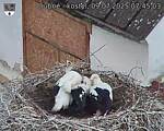 Capi_Dubne_20250709_074503.jpg