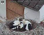 Capi_Dubne_20250709_075002.jpg