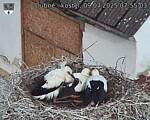 Capi_Dubne_20250709_075503.jpg