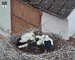 Capi_Dubne_20250709_080003.jpg