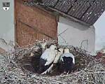 Capi_Dubne_20250709_080502.jpg