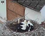 Capi_Dubne_20250709_081503.jpg